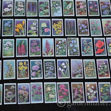 Learn about wildflower cigarette collectible cards with beautiful prints in 50 different varieties.