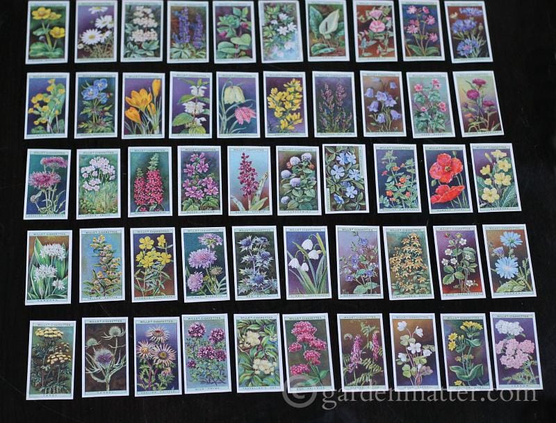 Learn about wildflower cigarette collectible cards with beautiful prints in 50 different varieties.