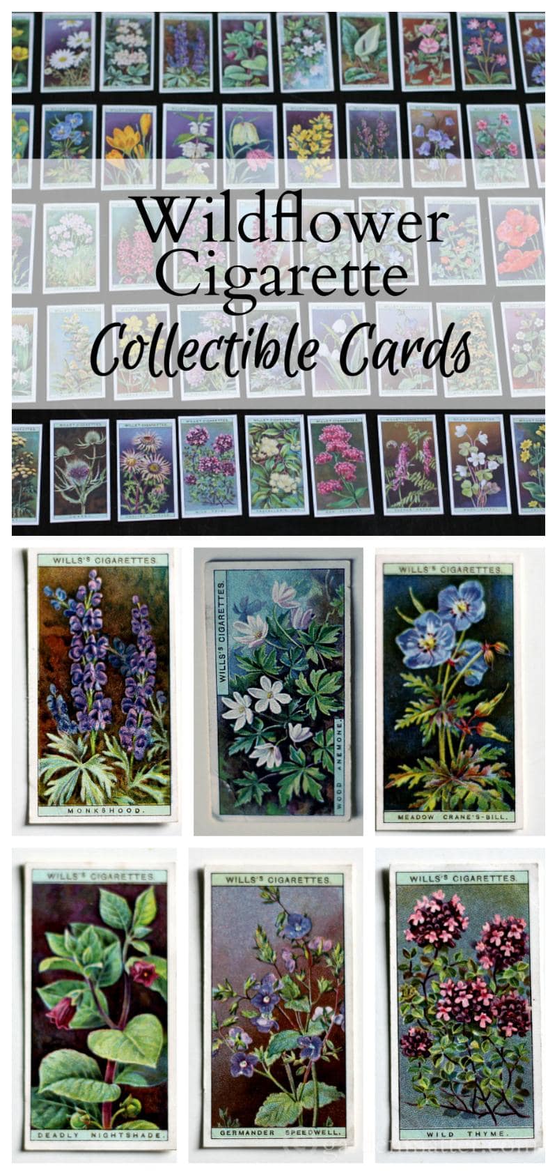 Learn about wildflower cigarette collectible cards with beautiful prints in 50 different varieties.