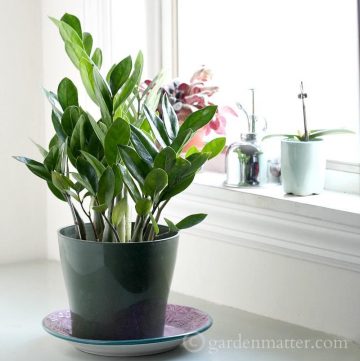 ZZ Plant feature - Indoor Plant Ideas - gardenmatter.com