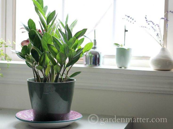 Indoor Plant Ideas The ZZ Plant Hearth and Vine