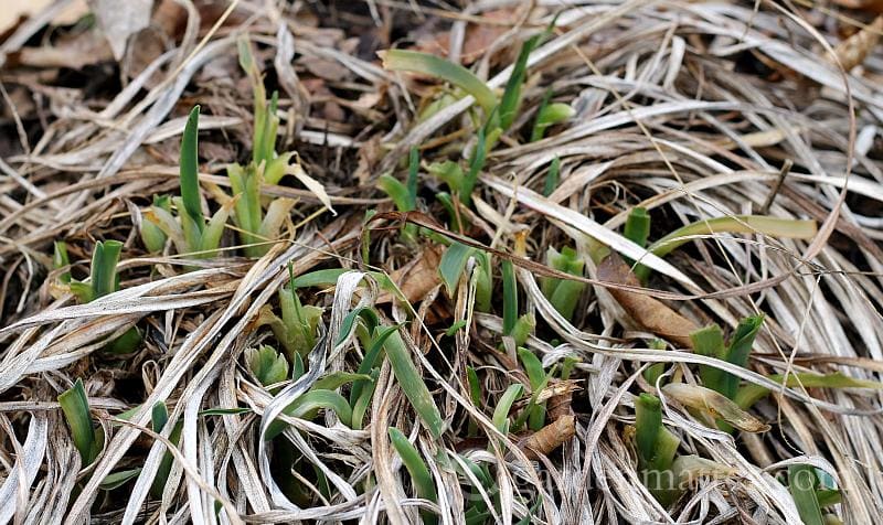 daylily - crazy winter garden weather - gardenmatter.com