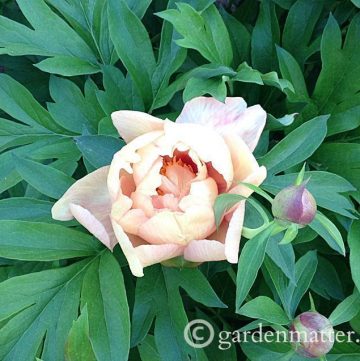View a nice peony portfolio and learn the differences between herbaceous, tree and Itoh varieties.~gardenmatter.com