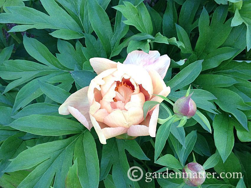 View a nice peony portfolio and learn the differences between herbaceous, tree and Itoh varieties.~gardenmatter.com