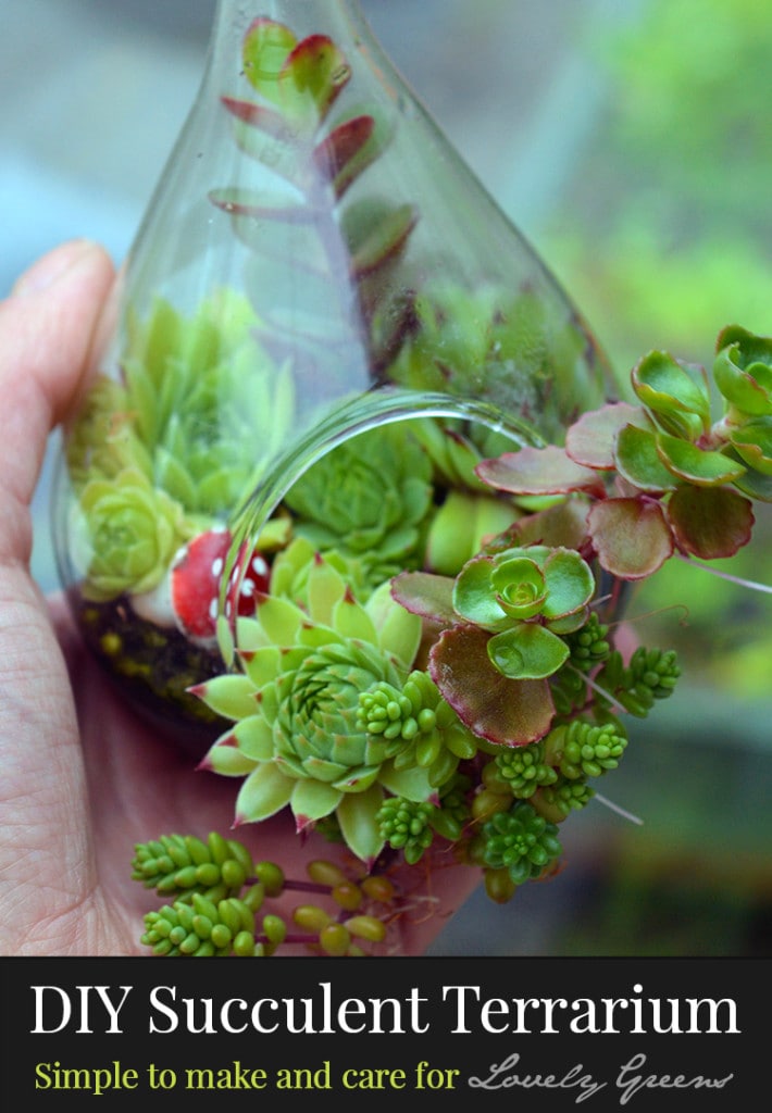 succulent-terrariium-lovely-greens