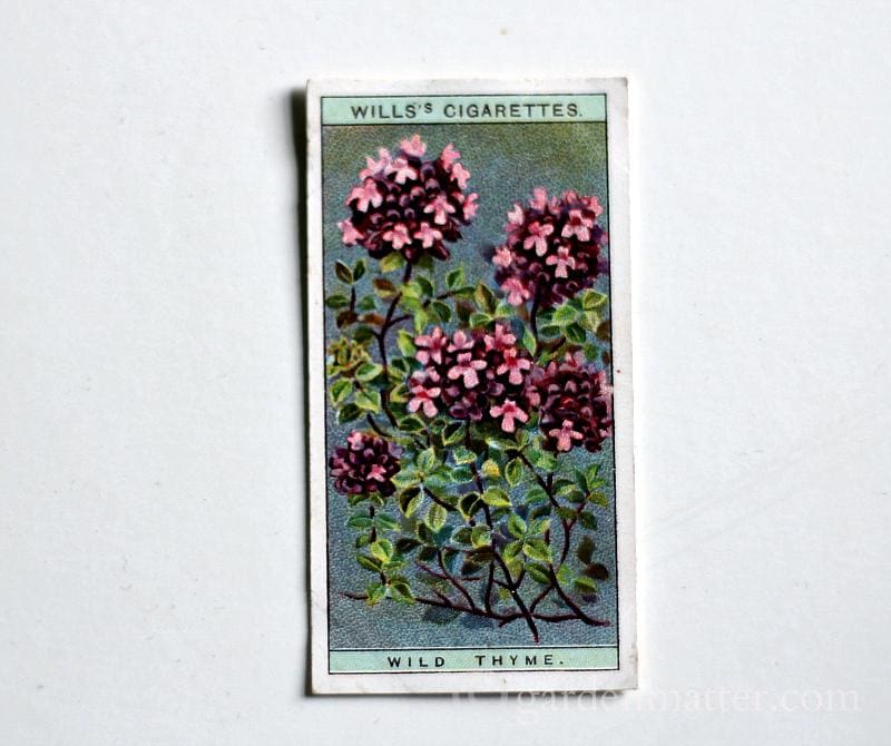 Learn about wildflower cigarette collectible cards with beautiful prints in 50 different varieties.